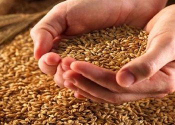 رئيس الاتحاد العام للفلاحين : قرار زيادة سعر كيلو القمح يقطع الطريق على مهربي القمح للخارج .. ويشجع الفلاح على زراعته في الأعوام القادمة