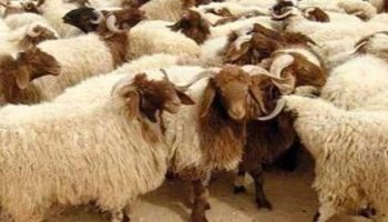 تراجع أعداد الثروة الحيوانية ومشروع تطويرها اقتصر على ترقيمها ..!