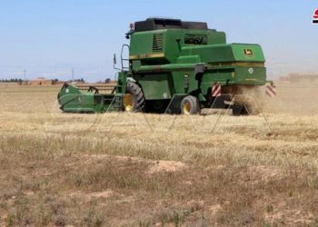 السورية للحبوب تنجز الاستعدادات لتسويق القمح: تجهيز 49 مركز استلام و13 صومعة وصويمعة للتخزين