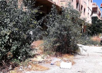 اكتشاف شجرة غريبة في تدمر تظهر للمرة الأولى في سوريةاكتشفت في الحي الجنوبي بمدينة تدمر على أطراف واحة بساتين النخيل والزيتون شجرة غريبة عن المنطقة ولم تظهر سابقا في سورية.