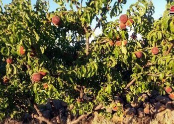 أكثر من 50 ألف طن تقديرات إنتاج الدراق.. والزراعة أنتجت 34 ألف غرسة