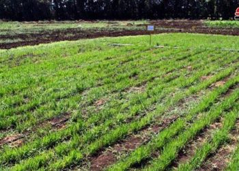 نجاح تجربة زراعة الأرز الهوائي في طرطوس وتسليم البذار للمزارعين بسهل عكار الموسم المقبل