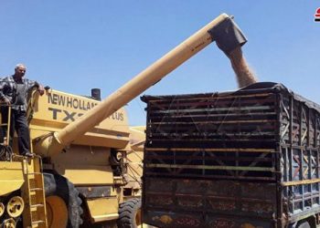 لأول مرة منذ سبع سنوات أهالي الغاب يحصدون محصول القمح بأمان وطمأنينة