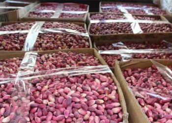 80 ألف طن إنتاج سورية المتوقع من الفستق الحلبي