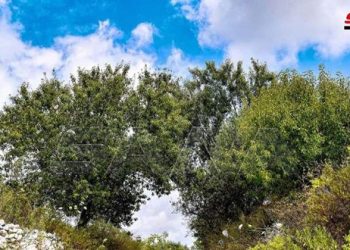 الحرارة أعلى من معدلاتها بشكل عام وتميل للانخفاض في المناطق الساحلية