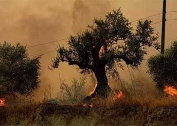 أضرار الحرائق في محافظة اللاذقية