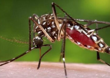 ما سبب إنجذاب البعوض إلى دم الإنسان ؟ ..العلماء يكشفون ذلك