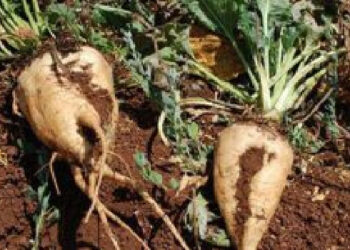 زارعو الشوندر السكري بانتظار تنفيذ الوعد ..!