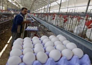 ارتفاع انتاج دواجن السويداء و تستعد للتدخل في السوق