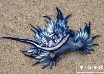 مخلوق بحري على الشاطئ شبيه بالتنين يُعرف باسم “أجمل قاتل في المحيط”..( فيديو )