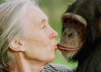 أول عملية تهجين بين إنسان وقرد في الصين