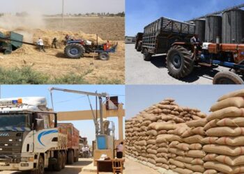 زراعة المناطق الآمنة يمكن أن تحقق الحاجة من القمح