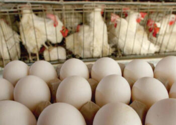 ارتفاع كبير بأسعار الفروج و البيض في أسواق دير الزور