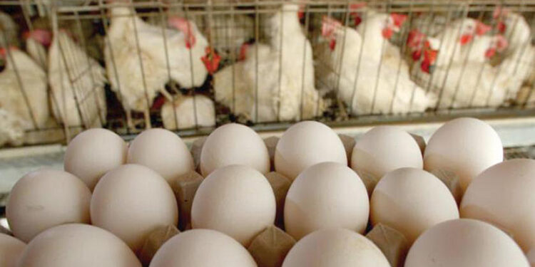 ارتفاع كبير بأسعار الفروج و البيض في أسواق دير الزور