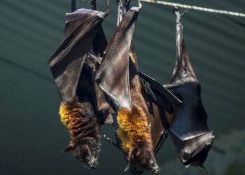 وباء فتاك جديد قد يظهر في العالم