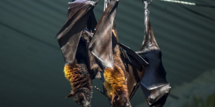 وباء فتاك جديد قد يظهر في العالم