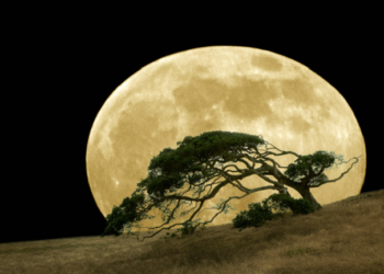 أين توجد “أشجار القمر” على الأرض؟