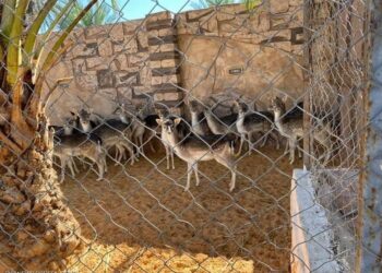 مزرعة حيوانات برية ملجأ لأنواع مهددة بالانقراض