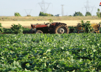 مزارعو درعا يتحدون الصعوبات ويزرعون مساحات إضافية بالخضار الصيفية