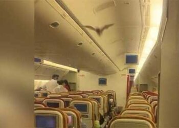 خفاش ينشر الخوف و يجبر  طائرة هندية  على العودة ..فيديو..