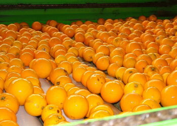 خسائر مزارعي الحمضيات مستمرة.. وغياب كامل لاحتياجات الشجرة