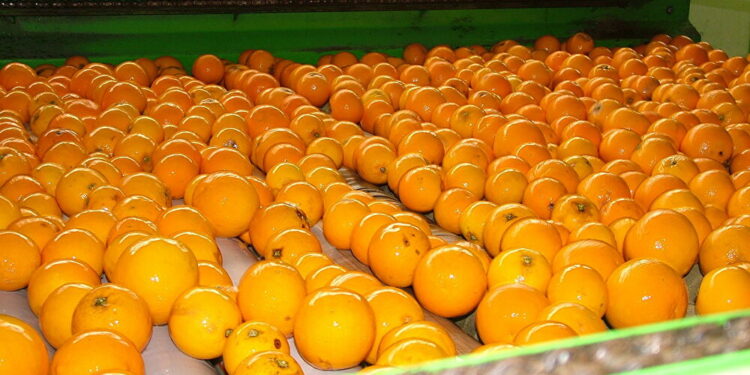 خسائر مزارعي الحمضيات مستمرة.. وغياب كامل لاحتياجات الشجرة