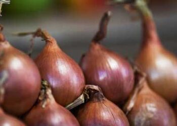 فوائد وأضرار البصل