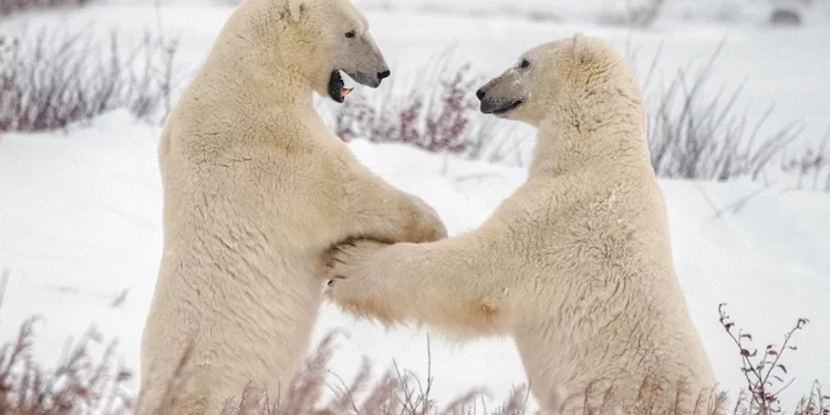 صراع من أجل الوجود… موسم الدببة القطبية في تشرشل