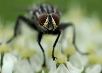 خطورة الذباب على الطعام ..تعرف على ما يقذفه من جوفه