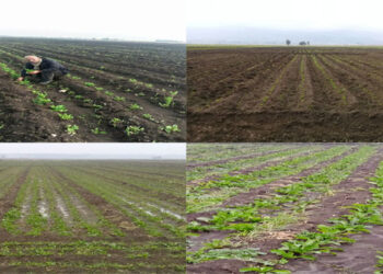 مدير عام هيئة تطوير الغاب: الظروف الجوية ساهمت بتراجع إنتاج الشوندر: نصف المساحات المزروعة تعرضت للضرر.. !