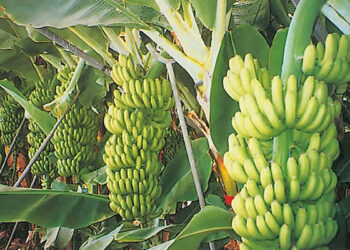 مزارع الموز في طرطوس تتصدّر الزراعات الاستوائية الجديدة