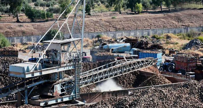 دراسة لـ«الصناعة» و«الزراعة» تؤكد جدوى زراعة الشوندر بالنسبة للفلاحين