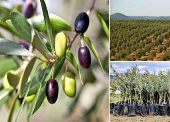 شجرة الزيتون المباركة